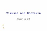 Viruses and Bacteria Chapter 20 Section 18.1 Summary – pages 475-483 You’ve probably had the flu—influenza—at some time during your life. Viruses are.