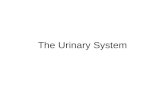The Urinary System. Outline Introduction – Basic Anatomy & Function Kidneys –Nephrons JGA Apparatus Glomerular Filtration Tubular Reabsorption Tubular.