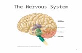1 The Nervous System. 2 Objectives: Describe the functions of the nervous system Identify and describe the functions of various types of nervous cells.