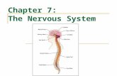 Chapter 7: The Nervous System. I. Functions of the Nervous System A. Sensory Input- gathering information to monitor changes occurring inside and outside.