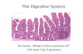 The Digestive System Do Now: What is this a picture of? List your top 3 guesses.
