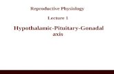 Reproductive Physiology Lecture 1 Hypothalamic-Pituitary-Gonadal axis.
