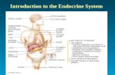 Introduction to the Endocrine System. Patterns of Hormone Action Target cells or tissue: Specific cells affected by a hormone Endocrine: circulated by.