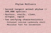Phylum Mollusca Second largest animal phylum (> 100,000 species) Oysters, snails, clams, octopus, squid Two unifying characteristics –External calcium.