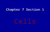 Chapter 7 Section 1 Cells. The Cell Theory The Cell Theory states that all organisms are composed of similar units of organization called cells.