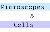 Microscopes Cells &. What is a Microscope? Most microscopes consist of either a single lens (simple microscope) or multiple lenses (compound microscope)