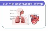 2.2 THE RESPIRATORY SYSTEM. Function The exchange of oxygen and carbon dioxide between the Red blood cells and the lungs The circulatory system transports.