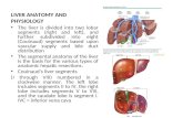 LIVER ANATOMY AND PHYSIOLOGY The liver is divided into two lobar segments (right and left), and further subdivided into eight (Couinaud) segments based.