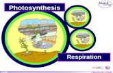 © Boardworks Ltd 2004 1 of 29 Photosynthesis Respiration.