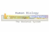 Human Biology The Skeletal System. The Skeletal System… The skeletal system is the body’s living framework It consists of living material embedded in.