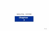 SKELETAL SYSTEM Chapter 7 7-1. Chapter 7 Skeletal System Bone Classification Long Bones Short Bones Flat Bones Irregular Bones Sesamoid Bones (round)