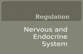 Nervous and Endocrine System.  How do humans carry out the life process, regulation?  How do the nervous and endocrine systems help to maintain homeostasis.