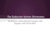 The Endocrine System (Hormones) By:William Collins,Hannah Legaspi, Alex Nguyen, and Carrie Suen.