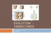 GENETICS & EVOLUTION : INHERITANCE Chapter 7.1. Overview  Medelian Inheritance  Law of Segregation  Law of Independent Assortment  Non-Mendelian Inheritance.