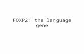 FOXP2: the language gene. Talk of genetics and vice versa Steven Pinker Commentary on Lai et al.