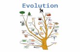 Evolution. Scientific Theories –What is a scientific theory? – In science, the word theory applies to a well- tested explanation that unifies a broad.