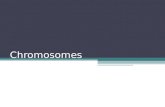 Chromosomes. Chromosome Tightly coiled DNA form Found during mitosis and meiosis Made mostly of DNA and proteins Centromere- point of attachment Chromatids-