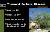 Minnesota First Detectors Thousand Cankers Disease What is it? Where is it? Why do we care? What should we be do about it now? Kathleen Alexander, Boulder,