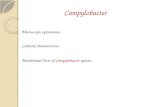 - Microscopic appearance - Cultural characteristics - Biochemical Tests of Campylobacter species. Campylobacter.