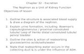 Objectives of lesson 1. Outline the structure & associated blood supply & draw a diagram of the nephron. 2. Explain urine formation, including: Bowman's.