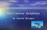 Bottlenose Dolphins By Gianna Bologna. Their Body The average length of a full grown dolphin is 12 feet The average weight of a full grown dolphin is.