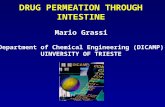 DRUG PERMEATION THROUGH INTESTINE Mario Grassi Department of Chemical Engineering (DICAMP) UINVERSITY OF TRIESTE.