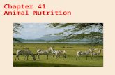 Chapter 41 Animal Nutrition. A nutritionally adequate animal diet satisfies three needs: Fuel (chemical energy) Organic raw materials for biosynthesis.