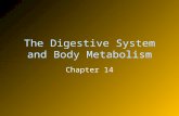 The Digestive System and Body Metabolism Chapter 14.