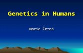 Genetics in Humans Marie Černá. Monogenic inheritance (Mendelian genetics) – 1% –single gene For each gene, an organism inherits two alleles, one from.