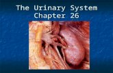 The Urinary System Chapter 26. The organs of the urinary system include: