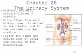 26-1 Chapter 26 The Urinary System Kidneys, ureters, urinary bladder & urethra Urine flows from each kidney, down its ureter to the bladder and to the.