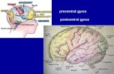 Precentral gyrus postcentral gyrus. Main Contents The thoracic wall Breast Intercostal spaces Mediastinum Concept, boundaries, division Superior.
