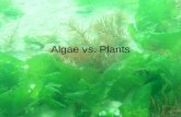 Algae vs. Plants. What are algae? Photosynthesizing protists. All contain up to 4 kinds of chlorophyll. Unicellular and multicellular.