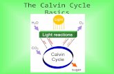 The Calvin Cycle Basics. Dr. Melvin Calvin & Others.