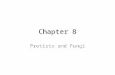 Chapter 8 Protists and Fungi. Protists Protist- one or many celled organism that lives in moist/wet surroundings. – Eukaryotic cells – Asexual reproduction.