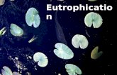 Eutrophication. Eutrophic waters have an enriched supply of nutrients and are highly productive oligotrophic waters are much less productive because they.