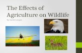The Effects of Agriculture on Wildlife By Sarah Langan.