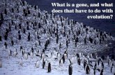 What is a gene, and what does that have to do with evolution?