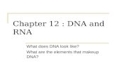 Chapter 12 : DNA and RNA What does DNA look like? What are the elements that makeup DNA?