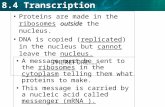 8.4 Transcription outsideProteins are made in the ribosomes outside the nucleus. DNA is copied (replicated) in the nucleus but cannot leave the nucleus.