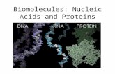 Biomolecules: Nucleic Acids and Proteins. Nucleic Acids: DNA and RNA Carry and transmit detailed instructions for building every human cell and for every.