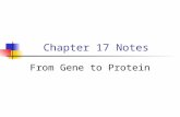 Chapter 17 Notes From Gene to Protein. Concept 17.1 The study of metabolic defects provided evidence that genes specify proteins - (1909) Garrod suggests.