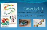 Tutorial 3 GEM2507 Physical Question from Everyday Life Vision, DNA, RNA and protein.