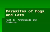 Parasites of Dogs and Cats Part 2: Arthropods and Protozoa.