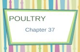 POULTRY Chapter 37. NUTRIENTS Iron Protein Niacin Calcium Phosphorus Vitamins B6 and B12.