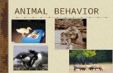 ANIMAL BEHAVIOR. What is Behavior? Anything an animal does in response to a stimulus Stimulus: environmental change that directly influences an organism.