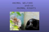 ANIMAL WELFARE and/or ANIMAL RIGHTS. TOM REGAN > Philosopher, Activist.