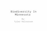 Biodiversity In Minnesota By: Tyler Halvorson. Red Tailed Hawk (Buteo jamaicensis) Description- o Length: 19 to 26 inches. o Weight: 2 to 4 pounds. o.