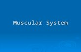 Muscular System. Introduction  You have over 600 skeletal muscles (656- 850 depending on who you talk to)  Muscles account for 40% of our body weight.