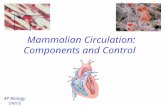 Mammalian Circulation: Components and Control AP Biology Unit 6.